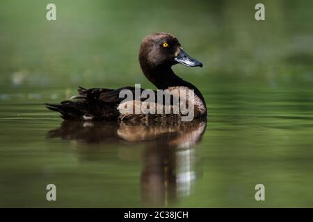 Female of Tufted Duck on a water. Her Latin name is Aythya fuligula. Stock Photo