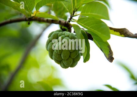 Custard apples or Sugar apples or Annona squamosa Linn. growing on a tree. Stock Photo