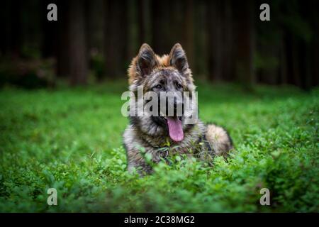 Long-haired German Shepherd Dog (Alsatian) lying in a blueberry field in the forest Stock Photo