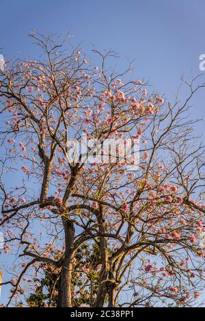 Flowering jacaranda tree, Valladolid, Yucatan, Mexico Stock Photo - Alamy