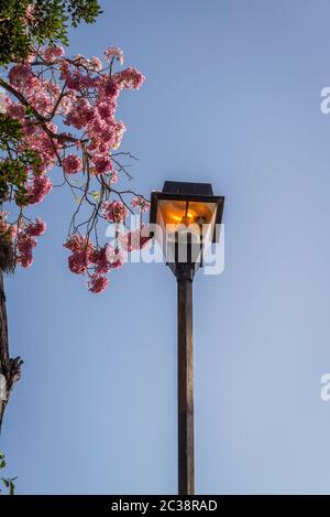 Flowering jacaranda tree, Valladolid, Yucatan, Mexico Stock Photo - Alamy