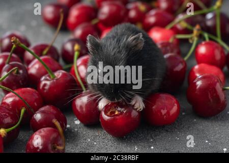 homemade little black Dzungarian hamster eats fresh cherries Stock Photo