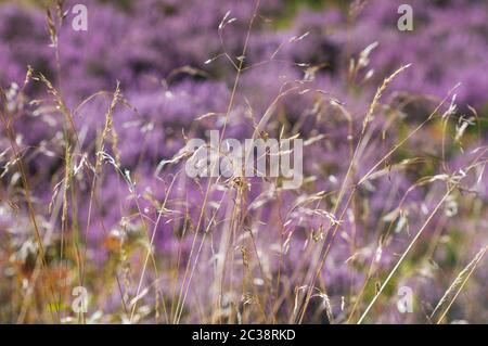 Purple heather with light coloured grasses in foreground Stock Photo