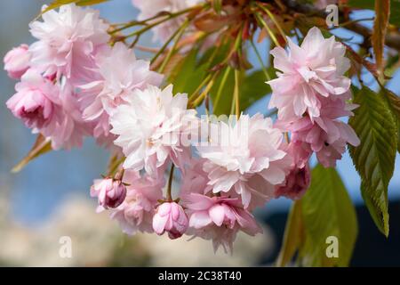 Hill Cherry 'Kiku-Shidare-Sakura' (Prunus serrulata) Stock Photo