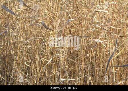 Flowering of southern common reed on a lake pond Stock Photo - Alamy