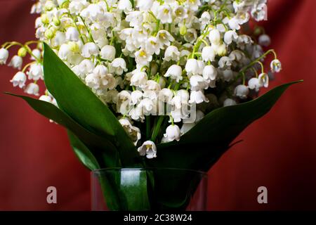 Delicate bouquet of lily of the valley in a glass vase on a red background. Selective focus. Stock Photo