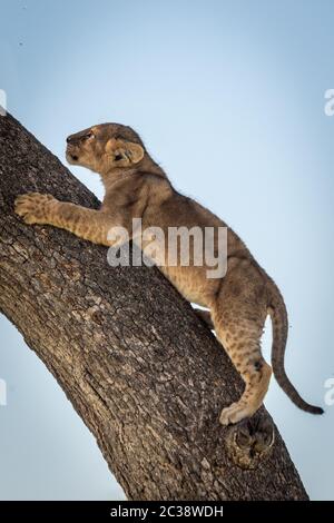Lion cub climbs tree trunk looking up Stock Photo