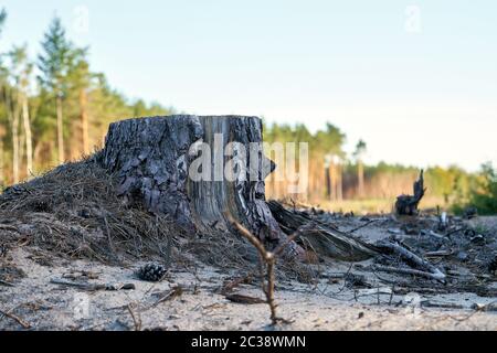 cleared forest at the construction site of the A14 motorway between Dolle and Luederitz in Germany Stock Photo