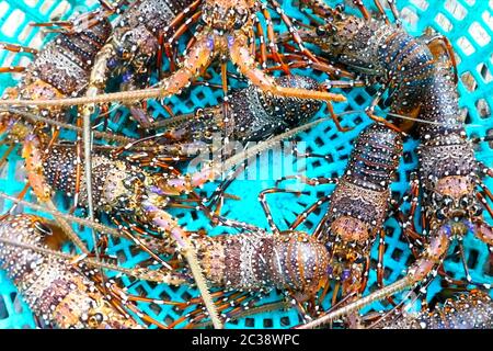 Live spiny lobsters in a basket. catching lobsters on a farm. Stock Photo