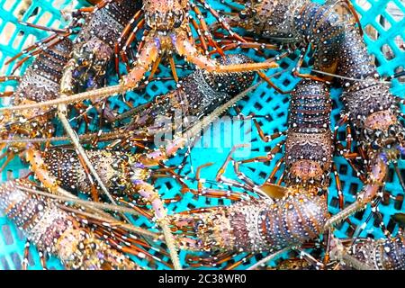 Live spiny lobsters in a basket. catching lobsters on a farm. Stock Photo