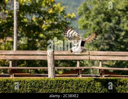 Milandes, France - September 4, 2018: the show of birds of prey at Chateau des Milandes, a castle  in the Dordogne, Aquitaine, France Stock Photo