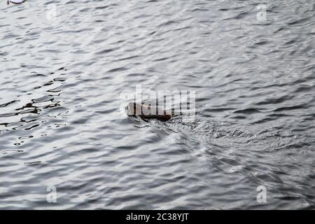a beaver swims in a river Stock Photo