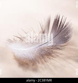the bird's feather lies on a beige surface with a light shade, macro Stock Photo