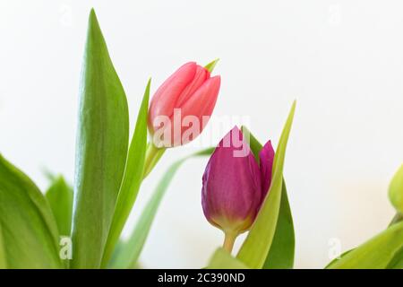 Two tulips against white background Stock Photo