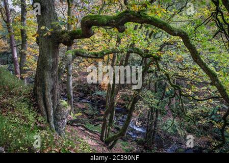 Autumn colours in Padley Gorge, Peak District National Park, Derbyshire Stock Photo