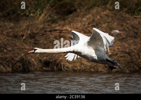Mute Swan starts to fly out of the water. His Latin name is Cygnus olor. Stock Photo