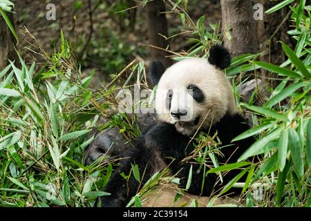 Giant panda eating bamboo leaves Stock Photo