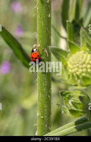 Red seven spotted ladybird feeding on aphids. White spot each side behind head and three black spots each side with one split spot in front centre Stock Photo