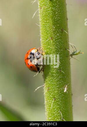 Red seven spotted ladybird feeding on aphids. White spot each side behind head and three black spots each side with one split spot in front centre Stock Photo