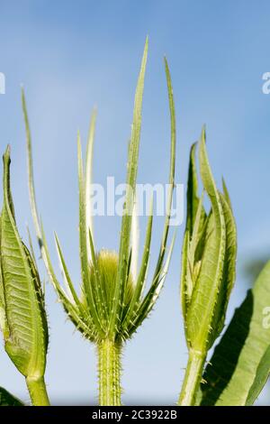 Teasel wild (Dipsacus fullonum) young plant forming cup like structures from curved spiny bracts where the purple flower heads will form. Stock Photo