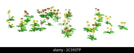 3D rendering of blooming Primula veris flowers or cowslip, common cowslip, cowslip primrose isolated on white background Stock Photo
