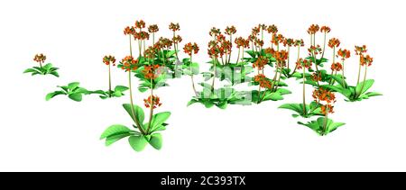 3D rendering of blooming Primula veris flowers or cowslip, common cowslip, cowslip primrose isolated on white background Stock Photo