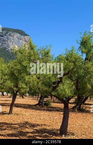 Olive trees from Majorca soil from mediterranean islands of Spain Stock Photo