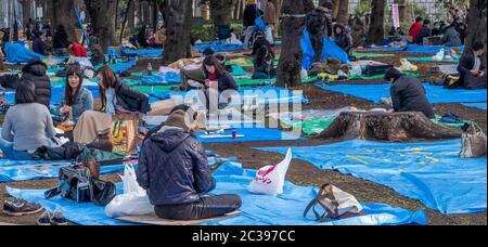 Japanese having cherry blossom viewing outdoor party picnic or hanami in Ueno Park, Tokyo, Japan. Stock Photo