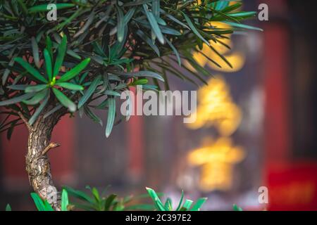Small bonsai tree and golden chinese writing characters in the background Stock Photo