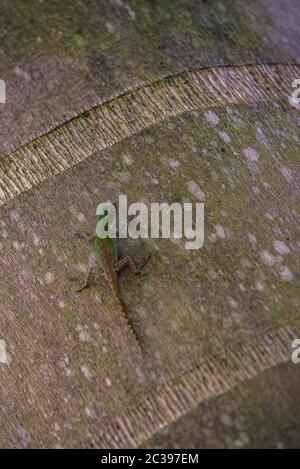 Geko in nature in Dominac Republic Tropical Forest Stock Photo