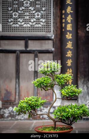 Small bonsai tree growing in Wenshu Temple Stock Photo