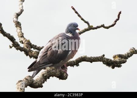 Common Wood Pigeon in habitat. His Latin name is Columba palumbus Stock Photo