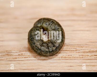 a grub, larva of a beetle on a piece of wood Stock Photo