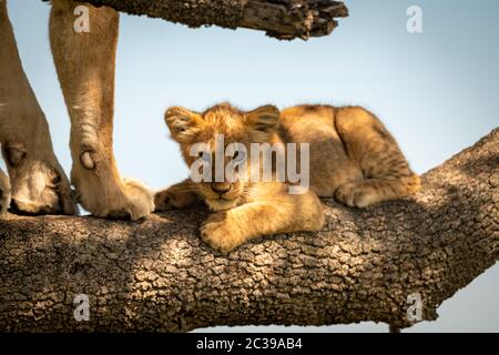 Lion cub lies on branch beside mother Stock Photo