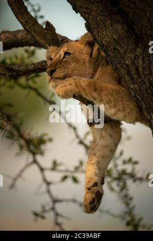 Lion cub lies on branch dangling leg Stock Photo