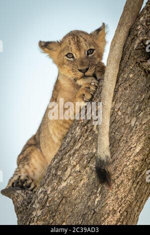 Lion cub lies staring down from tree Stock Photo