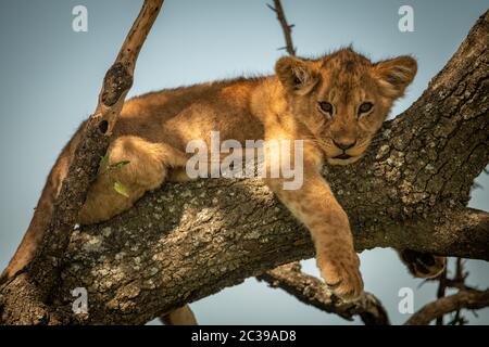 Lion cub lies staring down from branch Stock Photo