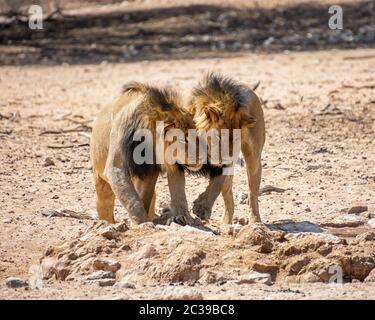 A pair of Black-maned Lion brothers in the Kalahari savannah, Southern Africa Stock Photo