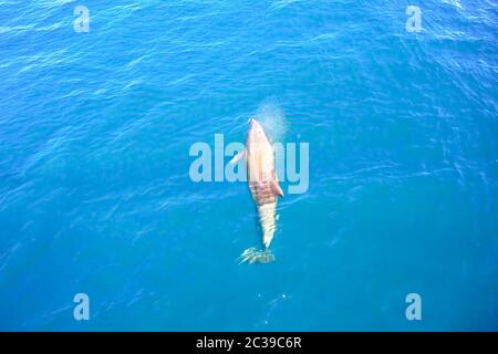 Top view of bottlenose dolphins in sea water. wild dolphins in the ...