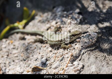 Macro shot of Common Wall Lizard in habitat. Her Latin name is Podarcis muralis. Stock Photo