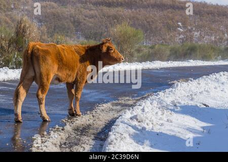 Cow at the mountain with snow in Sanabria, near the lake, Castilla y Leon, Spain Stock Photo