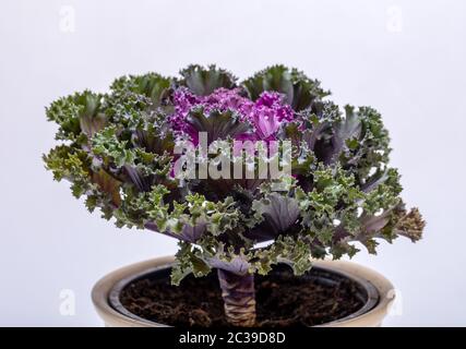 Ornamental Purple Kale or cabbage on white background Stock Photo