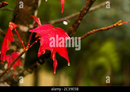 red and orange leaves of the liquidambar under the autumn rain Stock Photo