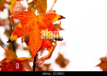 red and orange leaves of the liquidambar under the autumn rain Stock Photo