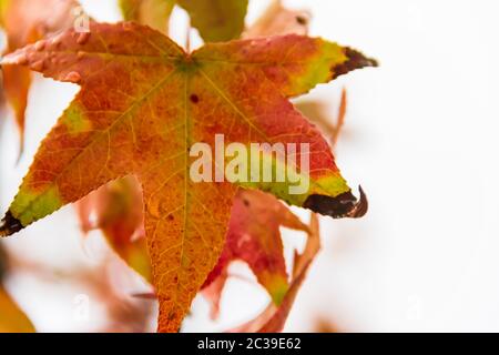 red and orange leaves of the liquidambar under the autumn rain Stock Photo