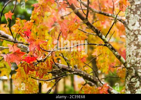 red and orange leaves of the liquidambar under the autumn rain Stock Photo