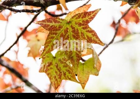 red and orange leaves of the liquidambar under the autumn rain Stock Photo