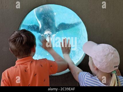 Two children want to touch a Humboldt penguin, (Spheniscus humboldti), zoo, Cologne, Germany, Europe Stock Photo