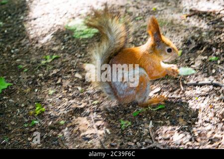 A young red squirrel looks for fallen nuts in the forest Stock Photo