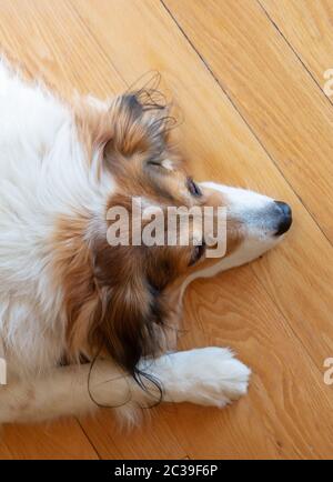 Cute greek shepherd dog head, white and brown color, wooden floor background. Friendly domestic pet, top view Stock Photo